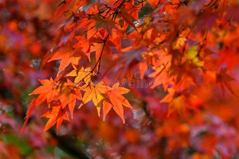 Beautiful Autumn Leaves in Japan Stock Photo - Image of natural ...