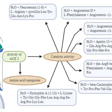 Schematic representation of the activities performed by human ACE2 ...