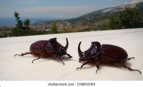 Rhinoceros Beetle Rhino Beetle Fighting Beetle Stock Photo 1768015391 ...