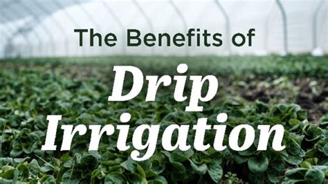 The Benefits of Drip Irrigation