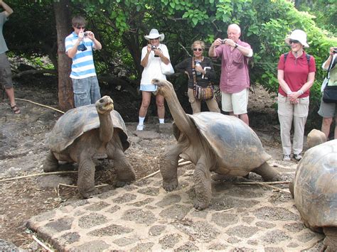 Galapagos Tortoise Facts, Habitat, Diet, Life Span, Pictures