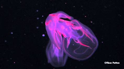 Bioluminescent Jellyfish | Doovi