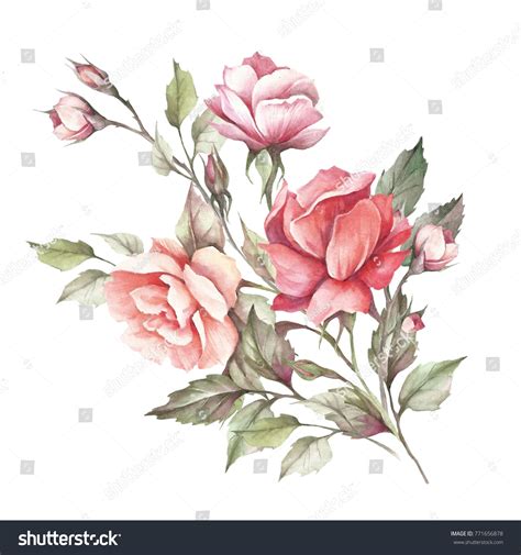 Image Rosehand Draw Watercolor Illustration Stock Illustration ...