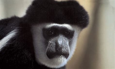 Black and white colobus monkey - San Francisco Zoo & Gardens