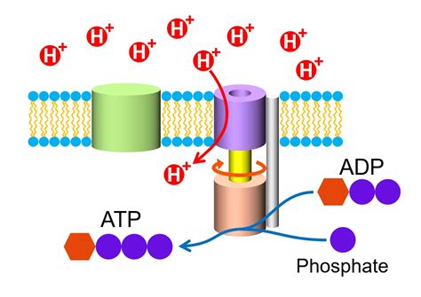 A Very Simple Explanation for the Mechanism of ATP ( Energy Source for ...