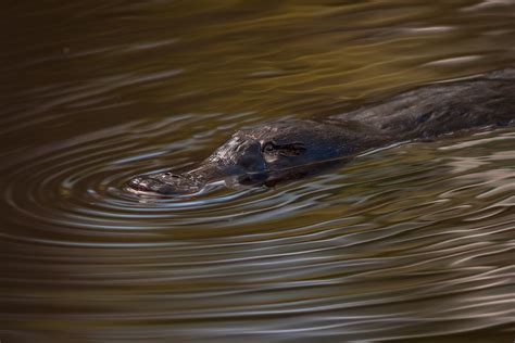 Platypus | Sean Crane Photography