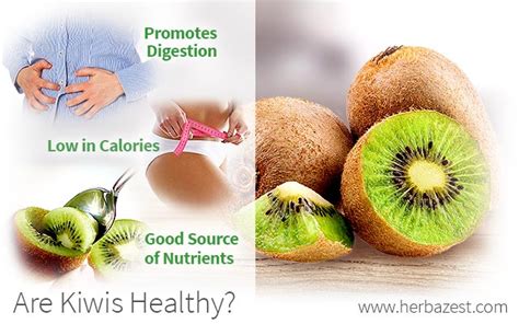 Are Kiwis Healthy? | HerbaZest