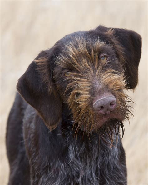 german wirehaired pointer - Happy Dog Institute - Washington Based ...