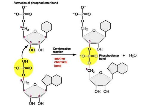 The formation of phosphodiester bonds between two nucleotides can be ...