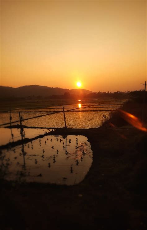 Sunrise through paddy fields - PixaHive