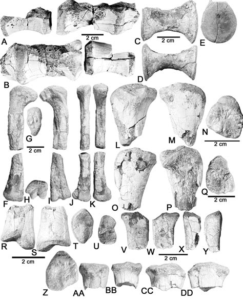 A-B, MNA V6731, Archosauria indet., three incomplete sacral centra in ...