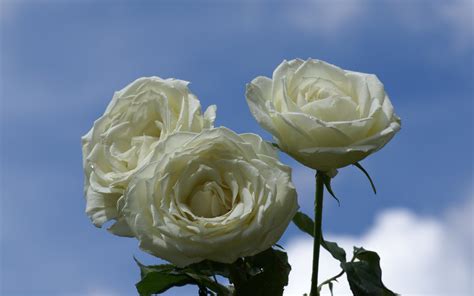 Pure White Roses - Roses Photo (34611003) - Fanpop