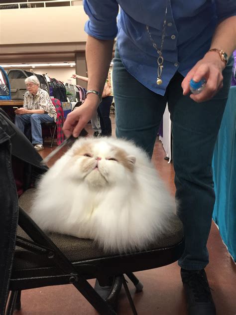 PsBattle: Fluffy cat being groomed : r/photoshopbattles