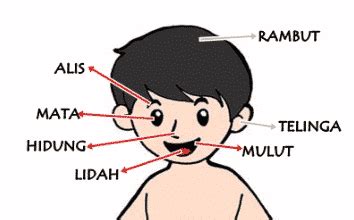 5 Organ Tubuh Manusia Bagian Luar Lengkap Dengan Fungsinya