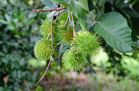 Rambutan Hijau Di Pohon Rambutan Foto Stok - Unduh Gambar Sekarang ...