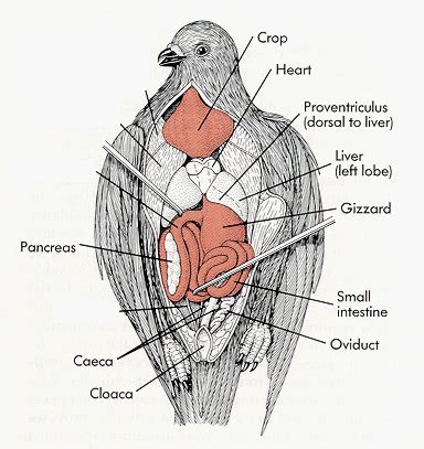 Diagram Of A Pigeon