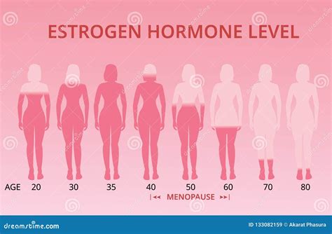 Estrogen Hormone Levels Chart, Menopause, Vector Stock Vector ...