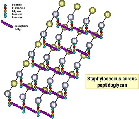 What is peptidoglycan made up of? | Socratic