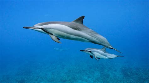 Dolphin Swimming Underwater