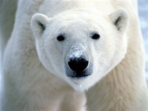 Albino Polar Bear : pics