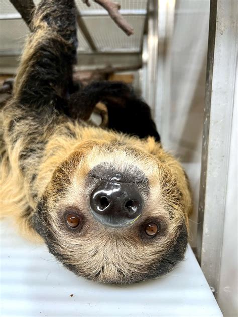 Baby two-toed sloth the first of its species to be born at Ohio zoo