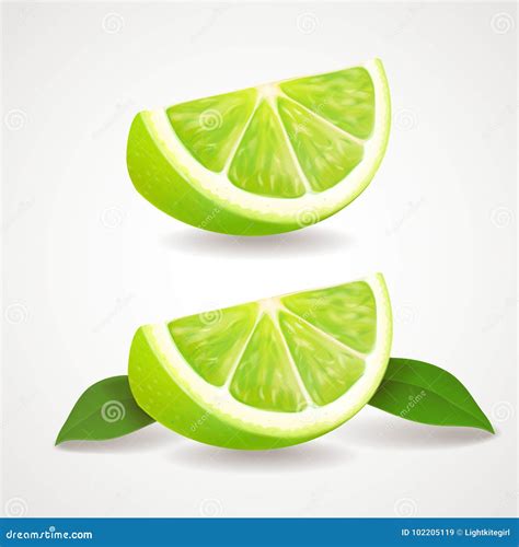 Wedge Lime Stock Illustrations – 885 Wedge Lime Stock Illustrations ...