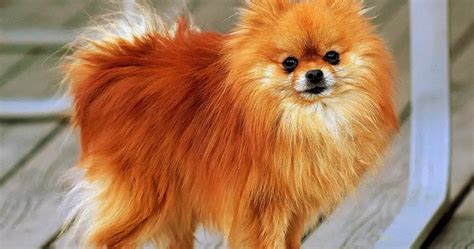 10 Best Small Fluffy Dog Breeds - The Buzz Land