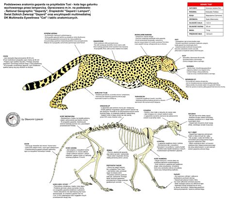 Cheetah Anatomy - Fastest Cat