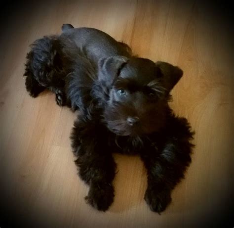 Chocolate Brown Miniature Schnauzer - dopi