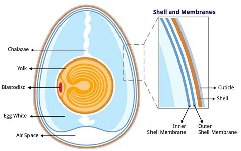 Diagram Of Internal Structure Of Egg Study Facs Amniotic Org