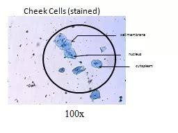 PPT-Cheek Cells (stained) PowerPoint Presentation