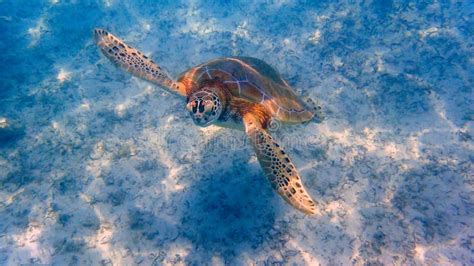 An Underwater Photo of a Sea Turtle Stock Image - Image of paradise ...