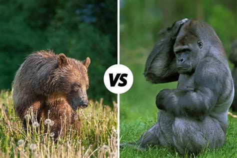 Gorilla vs Grizzly Bear: Compared