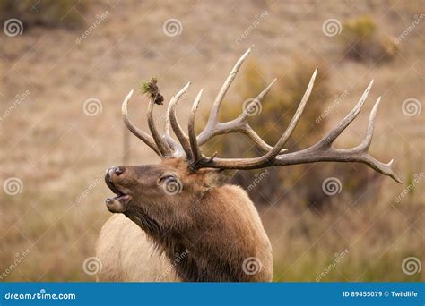 Bull Elk Bugling stock image. Image of outdoors, deer - 89455079