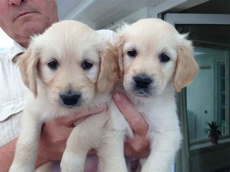 Golden Retriever Puppies For Adoption For Free | PETSIDI