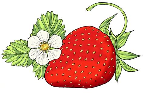 Strawberry Drawing Outline