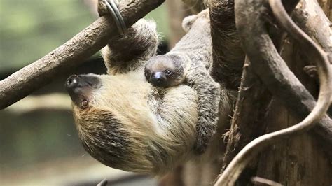 ‘Inquisitive’ baby two-toed sloth born at London Zoo