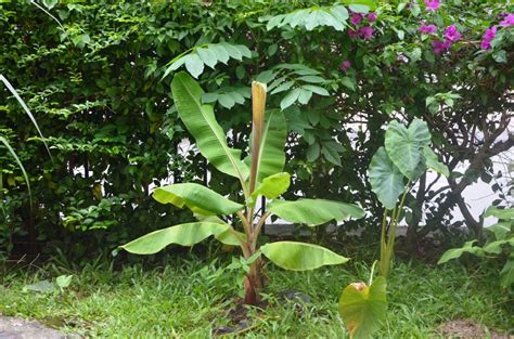 My little vegetable garden: golden banana - pisang emas