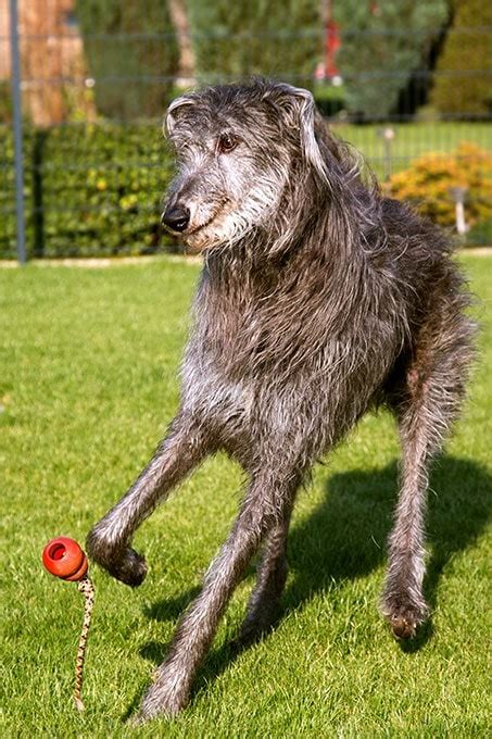 Scottish Deerhound Temperament and Personality - Child Friendly and ...