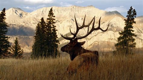 Big Elk Wallpapers - Wallpaper Cave