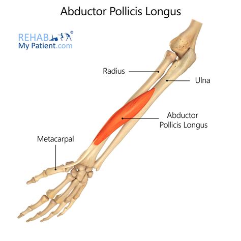 Abductor Pollicis Longus (hand) | Rehab My Patient