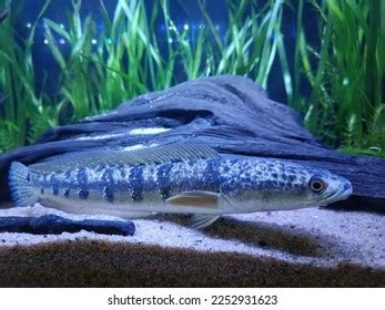 Channa Marulius Fish Planted Aquarium Aqua Stock Photo 2252931623 ...