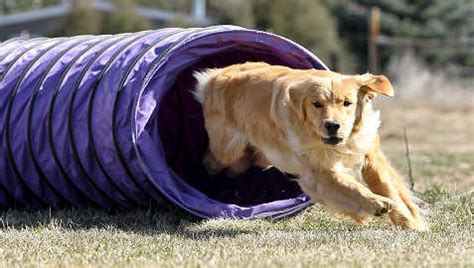 Golden Retriever Training Tips | Golden Retrievers Training