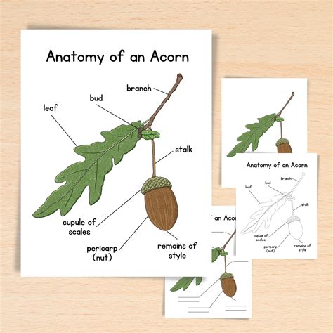 Anatomy of Acorn Homeschool Resources Nature School Botany Study ...