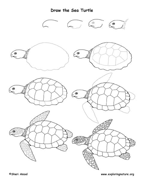 Sea Turtle Drawing Lesson