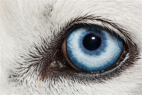 Researchers find clues to what causes blue Eyes in Siberian huskies