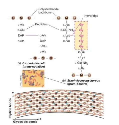 Peptidoglycan: Structure, Function • Microbe Online