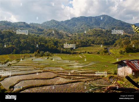 Rice padi fields at Bali, Indonesia Stock Photo - Alamy