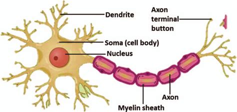 Structure Of Nerve Cell