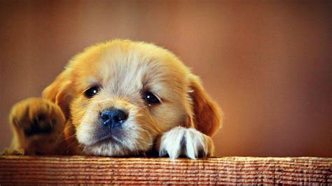 Free photo: Sad Puppy - Baby, Brown, Close - Free Download - Jooinn